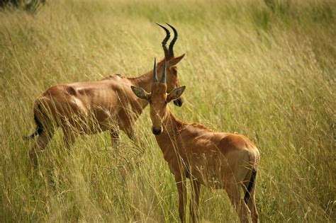 Animals On Grass Field · Free Stock Photo