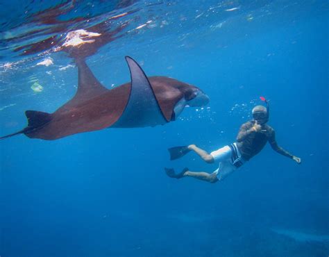 Lembongan Snorkeling Trips (Nusa Lembongan) - ATUALIZADO 2022 O que saber antes de ir - Sobre o ...