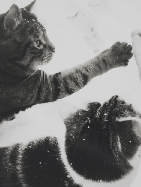 Premium Photo | Cats playing in snow