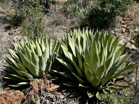 Agave parryi (Parry's Agave) | World of Succulents