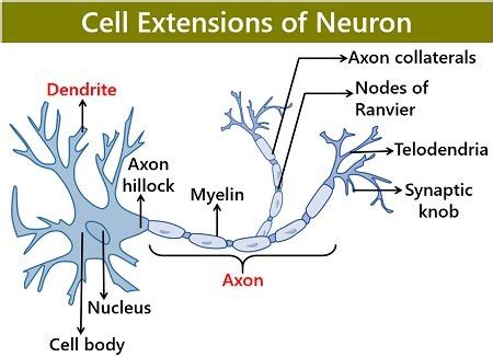 Difference Between Axon and Dendrite (with Comparison Chart) - Biology Reader