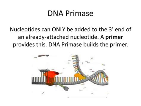 The Role Of DNA Promase In DNA Replication – 10th Collection