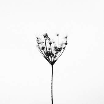 Images Gratuites : la nature, de plein air, branche, noir et blanc, plante, fleur, ligne, herbe ...