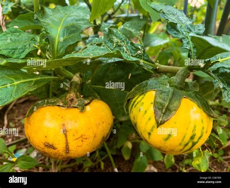 Garden egg hi-res stock photography and images - Alamy