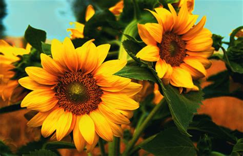 Breathtaking Collection of Beautiful Sunflower Photos - blueblots.com