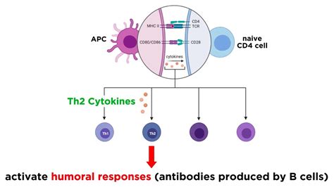 Cytokines and Chemokines - YouTube