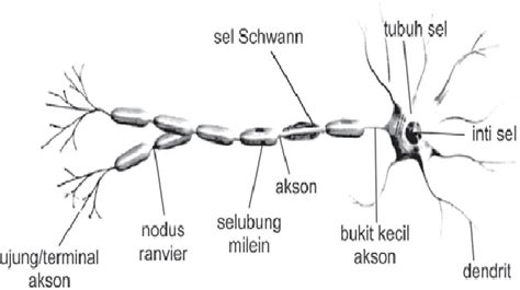 Jaringan Saraf Pada Manusia dan Hewan - Smansa Edu