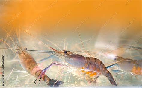 Giant freshwater prawn in water Stock Photo | Adobe Stock