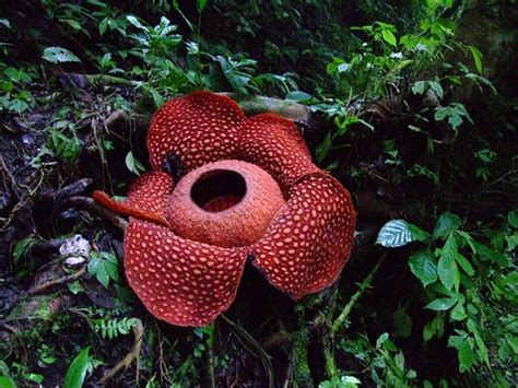 Mistérios!: Rafflesia arnoldii