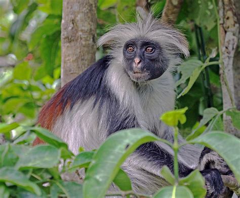 Zanzibar Red Colobus Monkey Photograph by Tony Murtagh