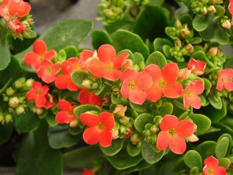 ¿Cuáles son los cuidados del Kalanchoe blossfeldiana? | Ciber Cactus