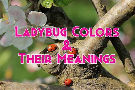 9 Different Ladybug Colors and Their Meanings