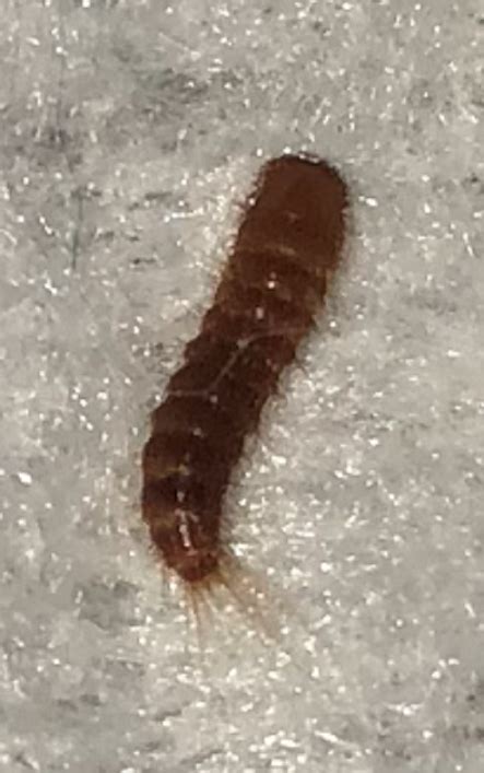 Larva of a black carpet beetle - PEST CONTROL CANADA