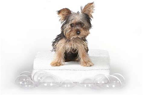 Everything You Need to Know About the Teacup Yorkie - Animalso