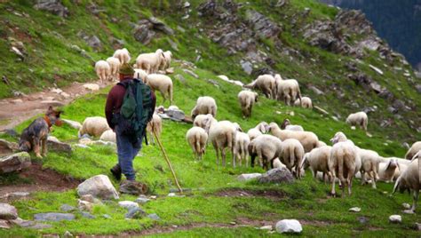 Why Do Sheep Need a Shepherd? - TheFarmLiving.Com