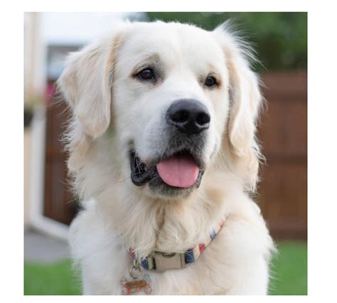 Charlie the Golden and His Packs Secret - Pet Radio Magazine