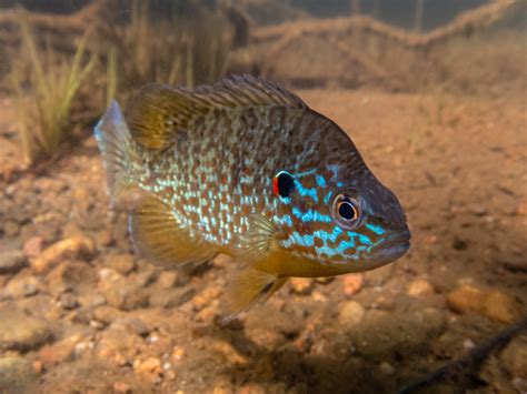 Wild Profile: Meet the pumpkinseed sunfish - Cottage Life