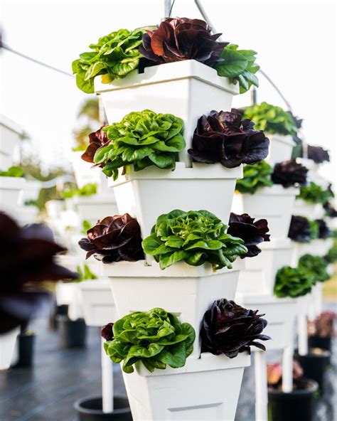 Vertical Hydroponics Gardening Class — Urban Farming Institute (UFI)