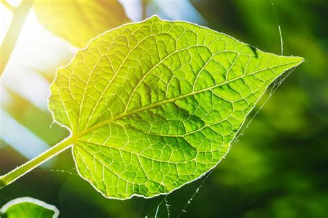 What is photosynthesis? | Live Science