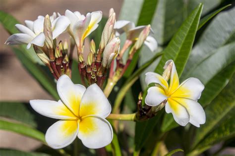 «plumeria alba» HD Wallpapers