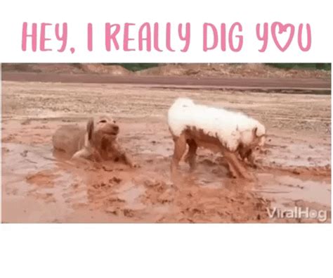 Dog-dig GIFs - Find & Share on GIPHY