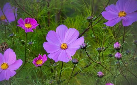 Cosmos Flower – Meaning and Symbolism