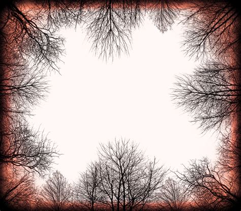 Tree Branches Frame Free Stock Photo - Public Domain Pictures