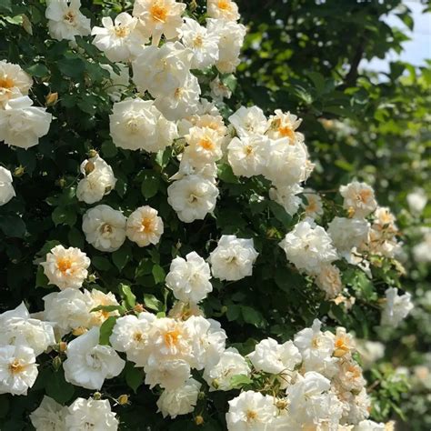 11 Most Fragrant Climbing Roses - SONG OF ROSES