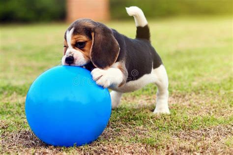 Cute little Beagle stock photo. Image of puppy, soccer - 112120434