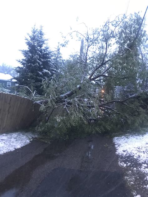 Shiver me timbers 🌬🌳😦 : r/Edmonton