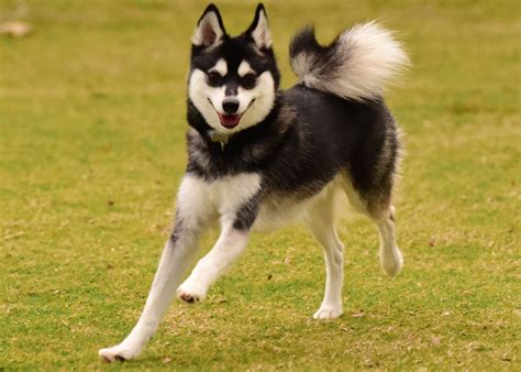 Alaskan Klee Kai: Dog Breed Characteristics & Care