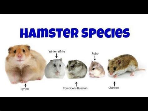 hamster | Hamster species, Hamster care, Hamster