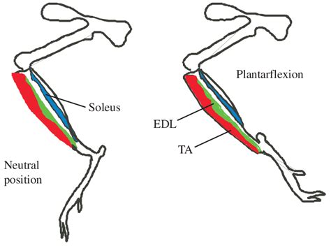 Schematic diagram of the mouse hindlimb in both the neutral and ...