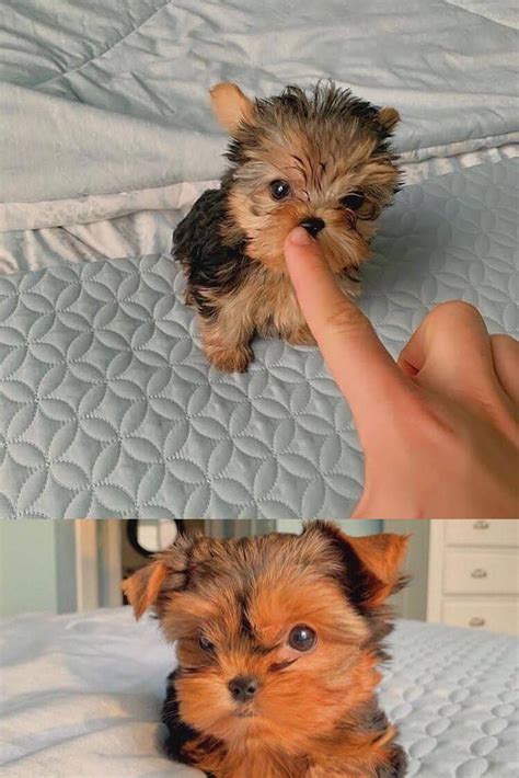 Pin by adam on Teacup yorkie puppy for adoption | Puppy adoption ...