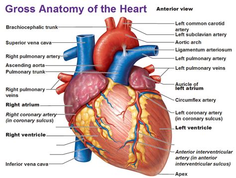 Heart Anatomy: chambers, valves and vessels : Anatomy & Physiology