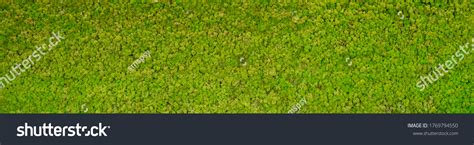 Green Moss Texture Wallpaper Background Copy Stock Photo 1769794550 ...