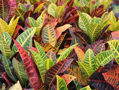 Croton Plant: Varieties, Care and Maintenance