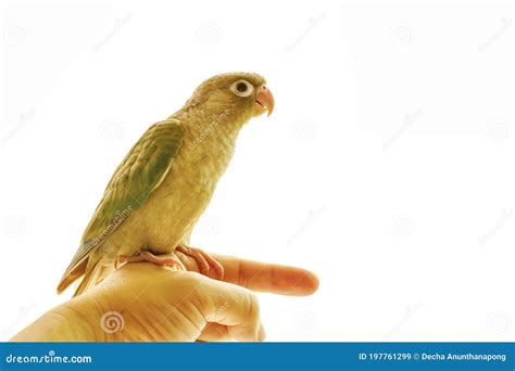 Green-cheeked parakeet stock image. Image of flying - 197761299