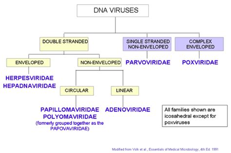 Virus Classification Chart | ... Test3 > Flashcards > Viral Structure and Classification ...