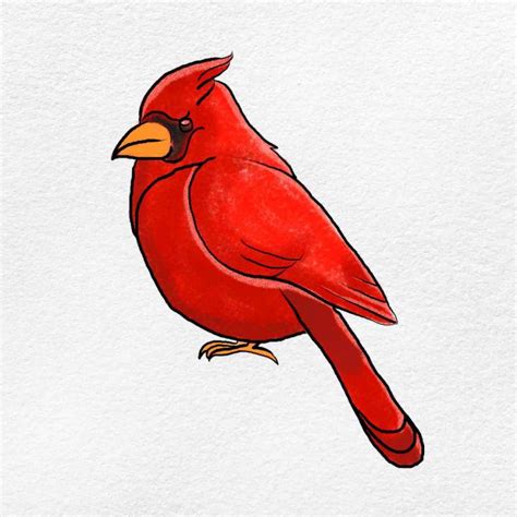 20 Easy Cardinal Drawing Ideas - Draw a Cardinal