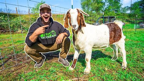 I Bought a GIANT GOAT for My BACKYARD FARM!!! - YouTube