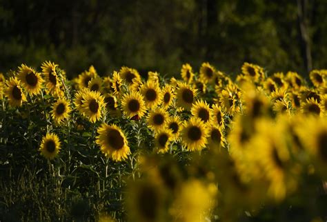 Sunflower season blooms at Central NY farm after push from patrons ...