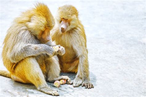 Hamadryas Baboon monkey. stock photo. Image of habitat - 56838276