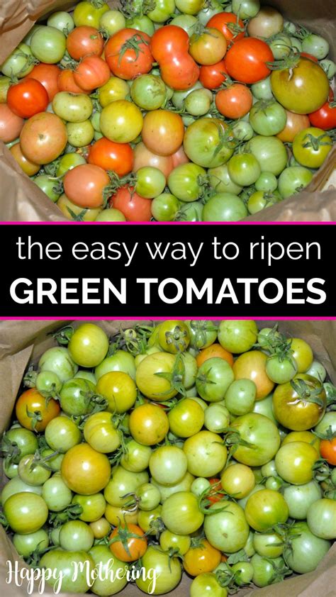 How to Ripen Green Tomatoes - Happy Mothering