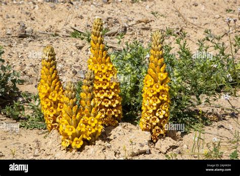 Cistanche (Cistanche tubulosa) parasitize desert plants Stock Photo - Alamy