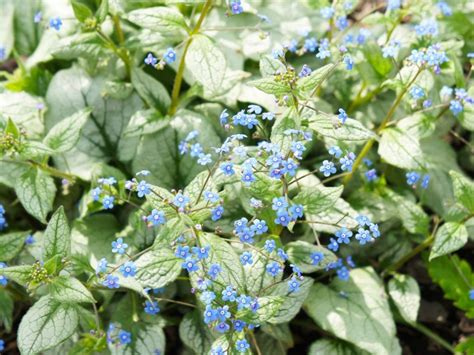 Growing Brunnera - Plant Care For Brunnera Macrophylla