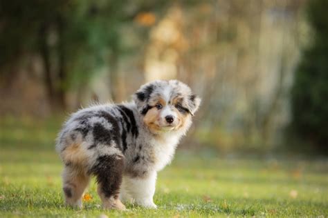 Why Do Australian Shepherds Have Docked Tails? - DogCareLife