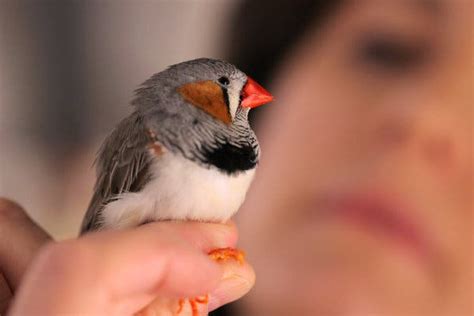 Some Songbirds Have Brains Specially Designed to Find Mates for Life - The New York Times