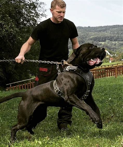 2,248 Likes, 13 Comments - 𝐂𝐀𝐍𝐄 𝐂𝐎𝐑𝐒𝐎 𝐚𝐥𝐥 𝐨𝐯𝐞𝐫 𝐭𝐡𝐞 𝐰𝐨𝐫𝐥𝐝 (@canecorsoeurope) on Instagram: “P ...