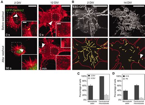 Axon Extension Occurs Independently of Centrosomal Microtubule Nucleation | Science